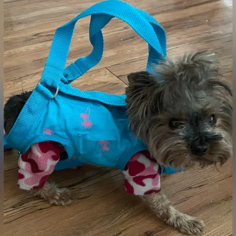 Blue with blue metallic Sequins Puppy Purse and Harness. X-Large
